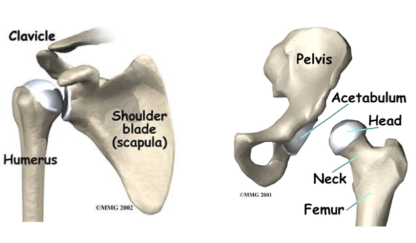 Hip-and-Shoulder-Mobility-Drills | FlexibilityRx™ - Performance Based