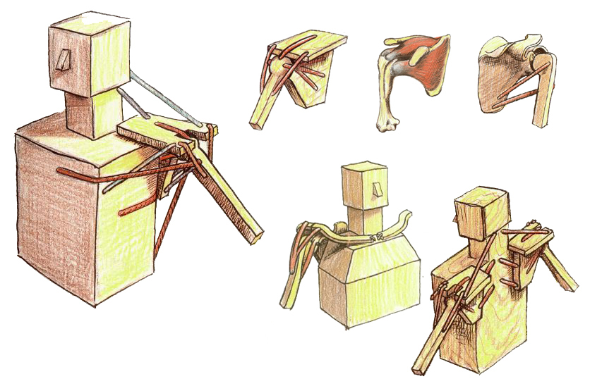 Scapular-Wall-Slide-Anatomy