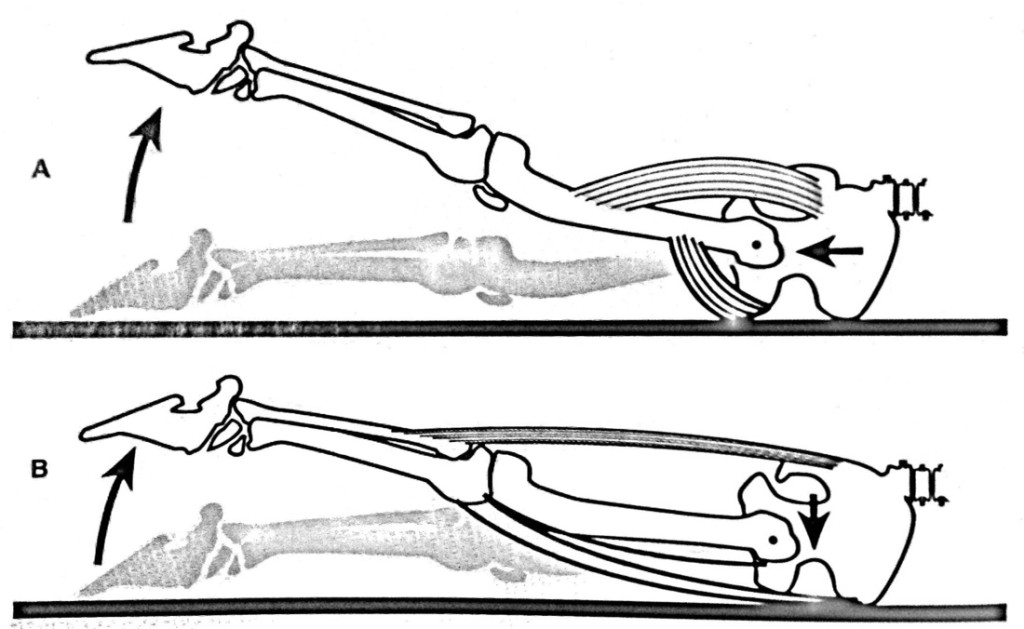 Anterior Femoral Glide