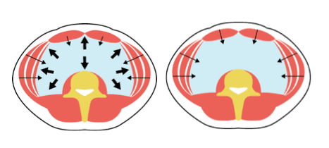 diaphragm-abdominals