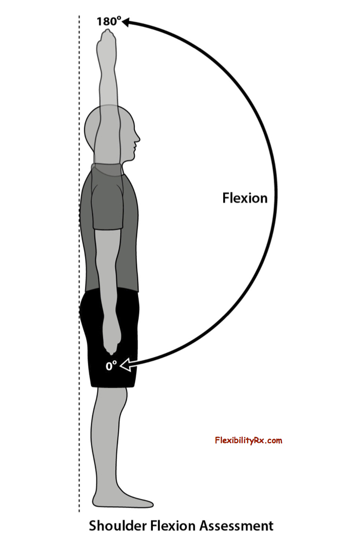 shoulder medial rotation