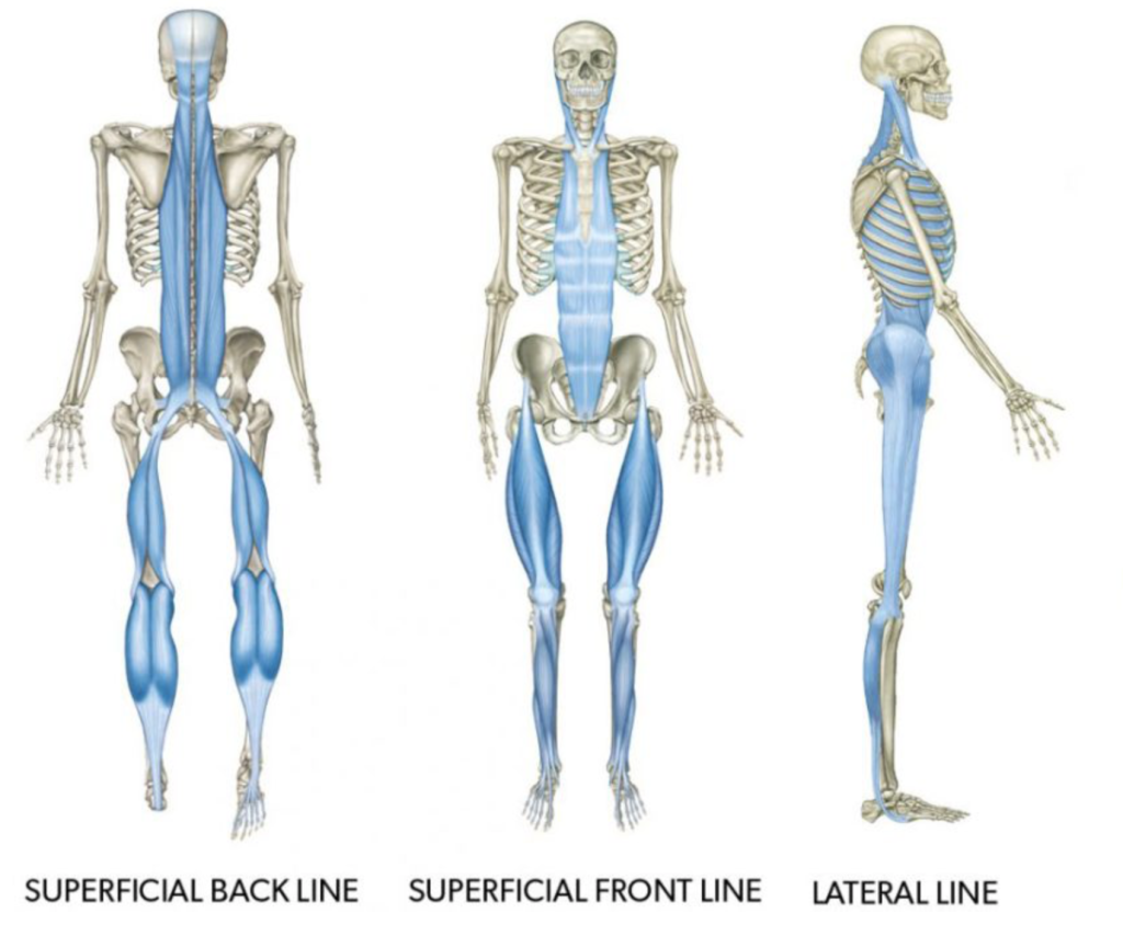 Anatomy Trains Cardinal Lines