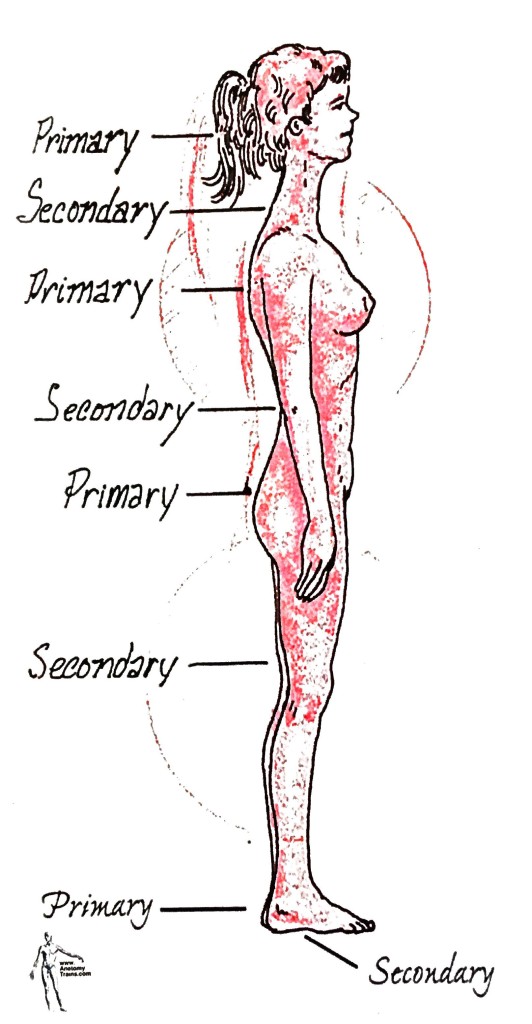 Myers Primary Secondary Curves