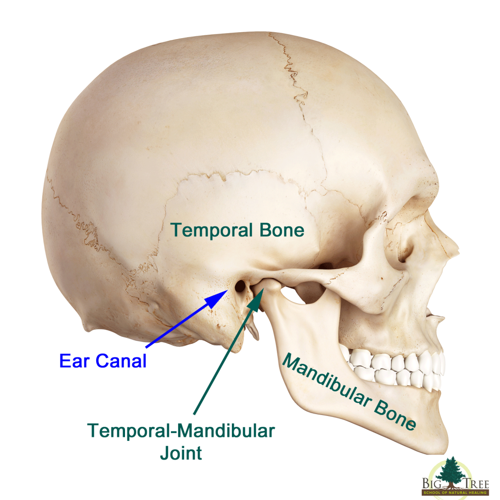TMJ-skull