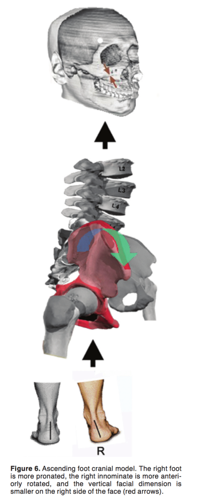 Vertical Facial Dimensions Linked